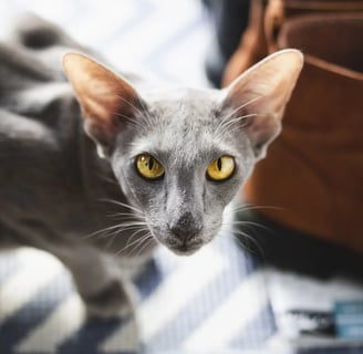 Oriental shorthair, one of the rare cat breeds suitable for dubai