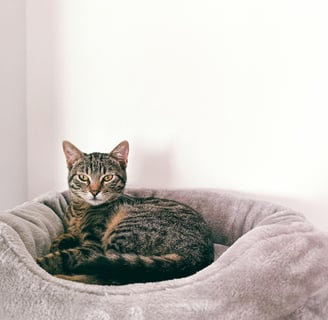 cat lying in a bed which is one of the best cat accessories dubai cat parents recommend