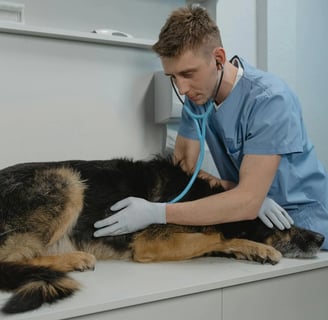A dog visiting the vet for professional care and kennel cough treatment