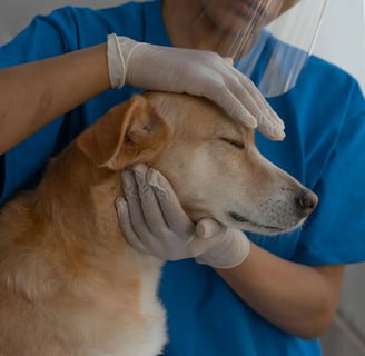 a dog at the vet