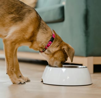 a dog eating from a bowl