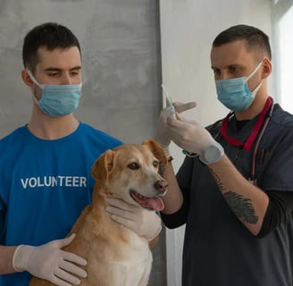 a dog getting a kennel cough vaccine