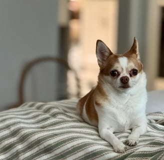 a dog on a blanket afer getting dog arthritis treatment