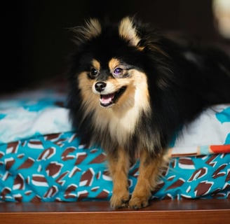 a dog on the bed