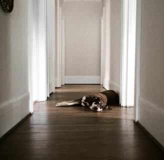 a tired dog lying on the floor, as dehydration in dogs can make them physically weak