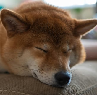 a dog sleeping on a bed