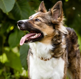 a dog with his tongue stuck out