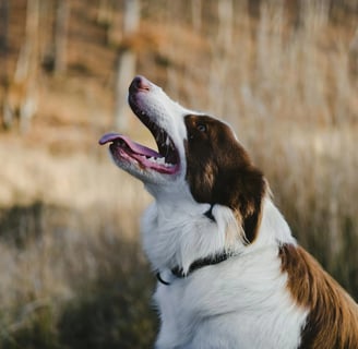a dog with open mouth