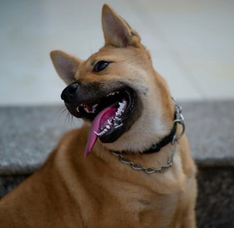 a very happy dog with tongue stuck out