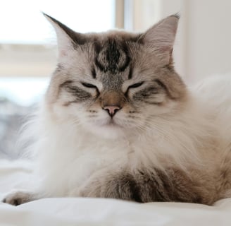 a long fur cat while suffering from cat ear infection