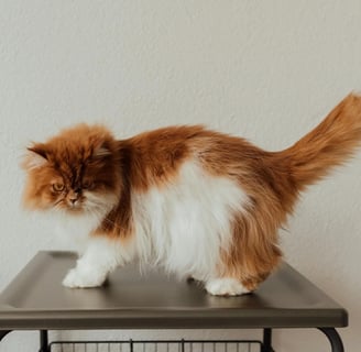 a furry cat that doesn't belong to low shedding cat breeds