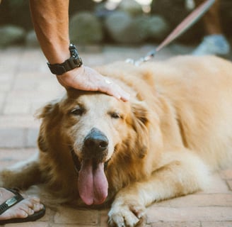 a happy dog being petted