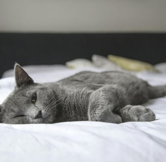 a gray cat lying on the bed