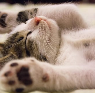 a happy cat with eyes closed