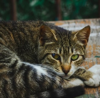 a cat looking sick