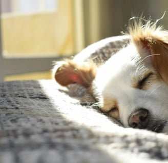 a dog lying on the sofa after kennel cough treatment
