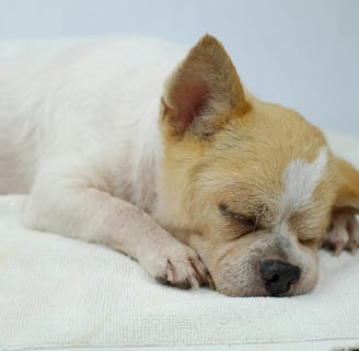 a sleeping dog after dog arthritis treatment