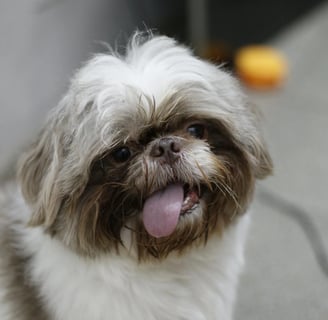 a cute dog with his tongue sticking out