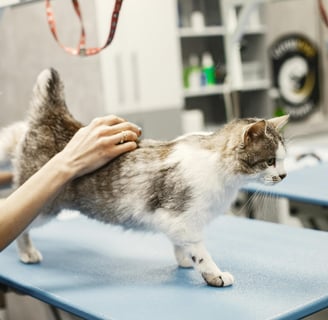 a person checking a cat for feline leukemia virus symptoms