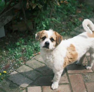 an older dog staring into the distance, seniors are more prone to symptoms of liver disease in dogs