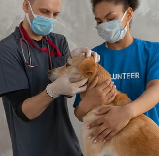 a vet checking a dog for fleas