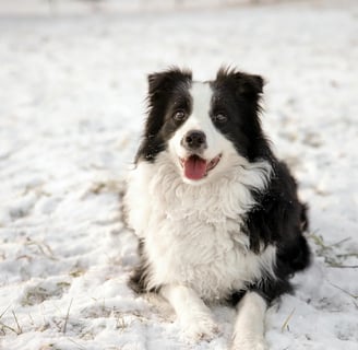 border collie with his tongue stuck out