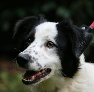 a border collie
