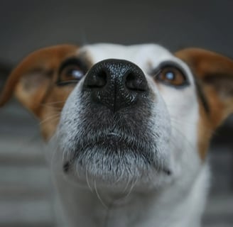 a cute dog