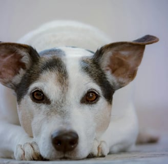 dog with eyes wide open
