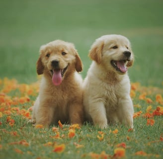 two puppies