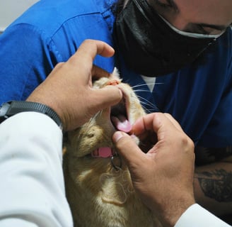 a vet checking a cat's health after recognizing the signs of the feline leukemia virus
