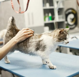 a cat at the vet illustrating the importance of choosing the best vet for your cat