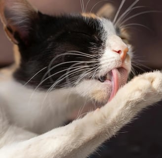 a cat grooming itself