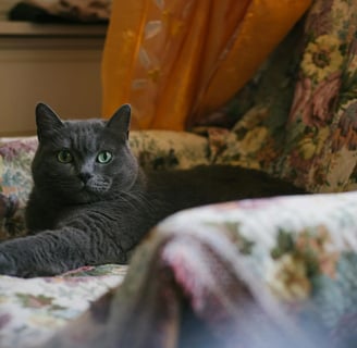 Chartreux cat on the sofa