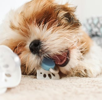 a dog chewing a toy