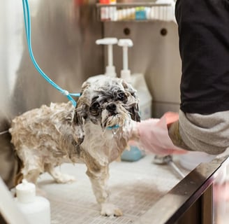 a dog being washed using a medicated shampoo, using them is one of the ways on how to treat ringworm