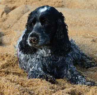 dog in sand
