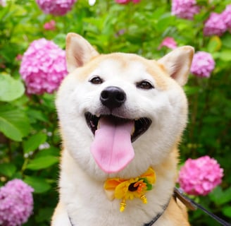 dog in a flower garden with mouth open, illustrating how to deal with bad breath in dogs