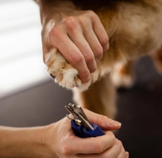 clipping dog nails