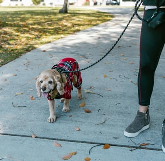 a dog taking a walk afer recovering for a dog broken leg