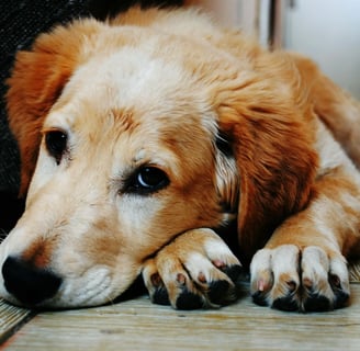 a dog struggling with canine distemper virus