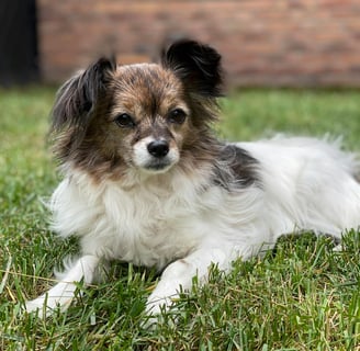 a small dog lying on the grass