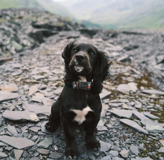 a dog outside