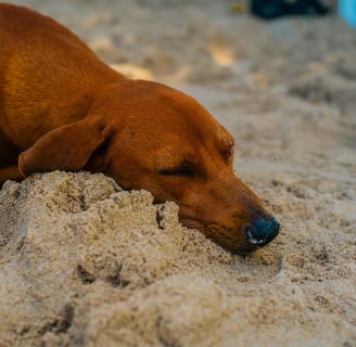 a dog sleeping in the sand