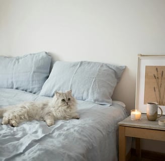 a long haired with cat shedding problem on a bed