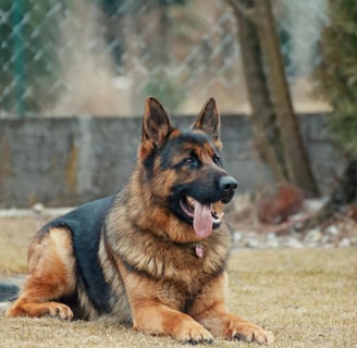 a german shepard