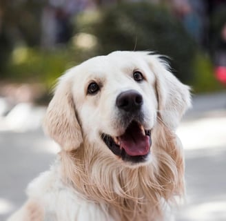a golden retriever