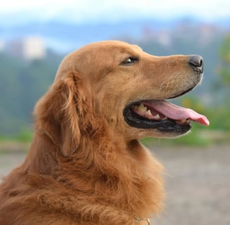 a golden retriever