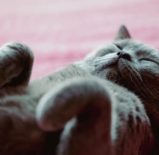 a gray cat sleeping on its back