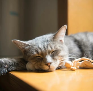 sleeping gray cat